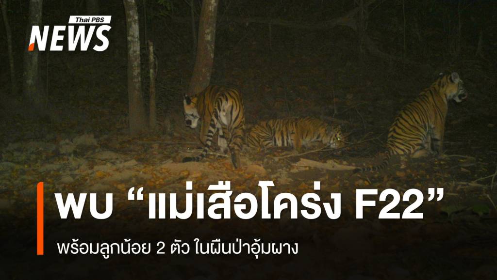 พบ “แม่เสือโคร่ง F22” พร้อมลูกน้อย 2 ตัว ผืนป่าอุ้มผาง