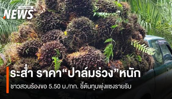 ระส่ำ ราคา“ปาล์มร่วง” ชาวสวนร้องขอ 5.50บ/กก. ชี้ต้นทุนพุ่งแซงรายรับ