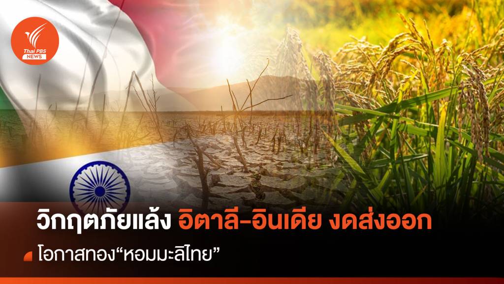 วิกฤตภัยแล้งอิตาลี-อินเดียงดส่งออก โอกาสทอง“หอมมะลิไทย” | Thai PBS ...