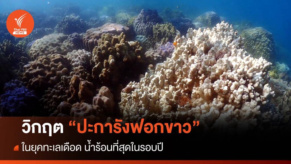 วิกฤต “ปะการังฟอกขาว” ในยุคทะเลเดือด