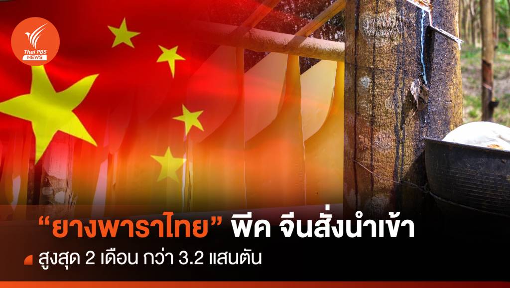 "ยางพาราไทย" พีค จีนสั่งนำเข้าสูงสุด 2 เดือน กว่า 3.2 แสนตัน | Thai PBS ...