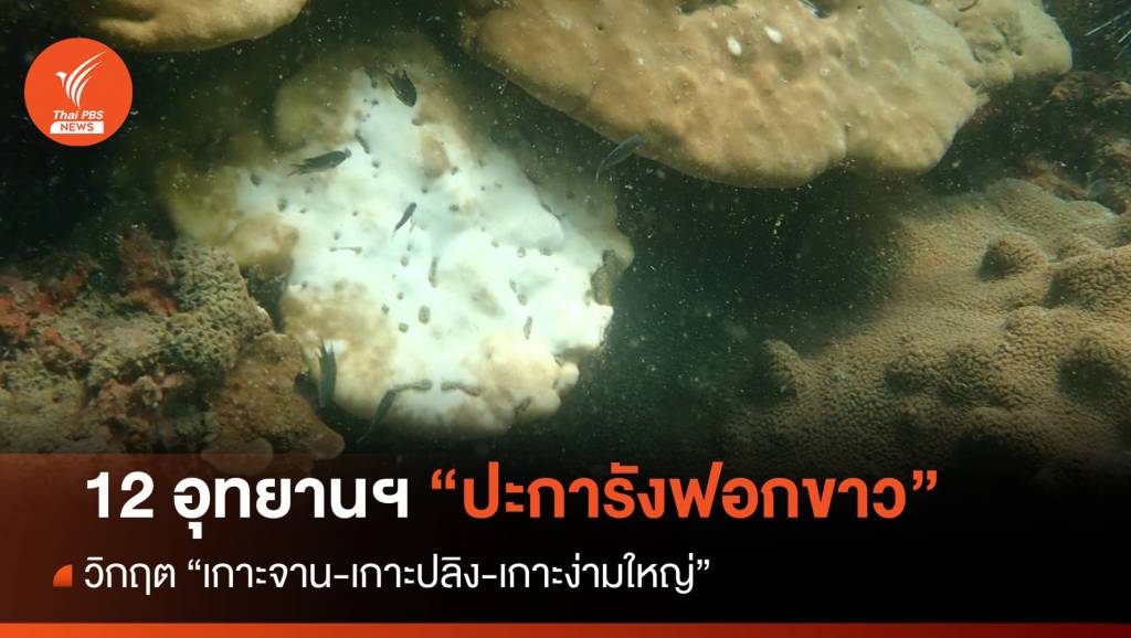 12 อุทยานฯ ปะการังฟอกขาว วิกฤตเกาะจาน-เกาะปลิง-เกาะง่ามใหญ่