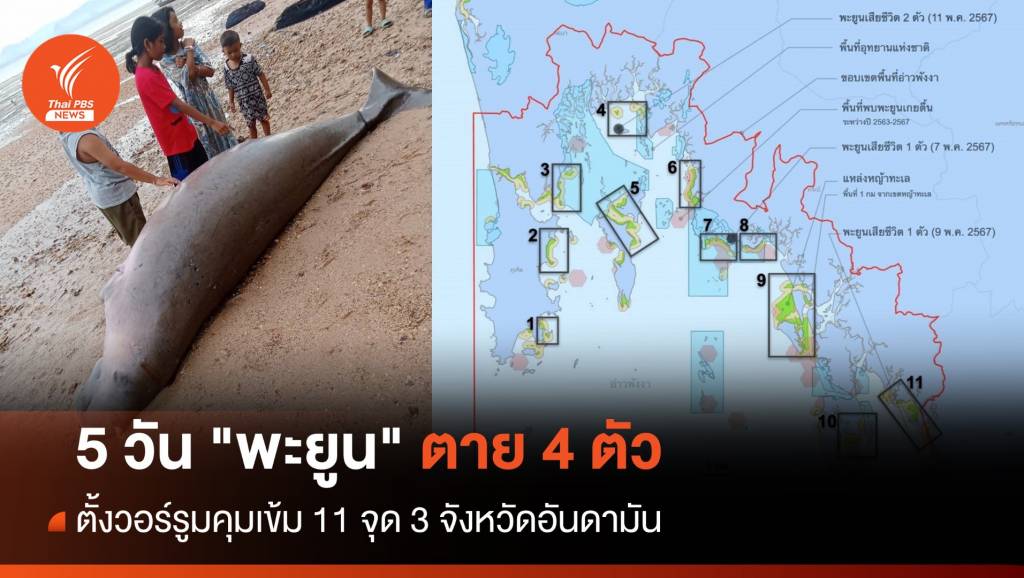 5 วัน "พะยูน" ตาย 4 ตัว ตั้งวอร์รูมคุมเข้ม 11 จุด 3 จังหวัดอันดามัน | Thai PBS ...