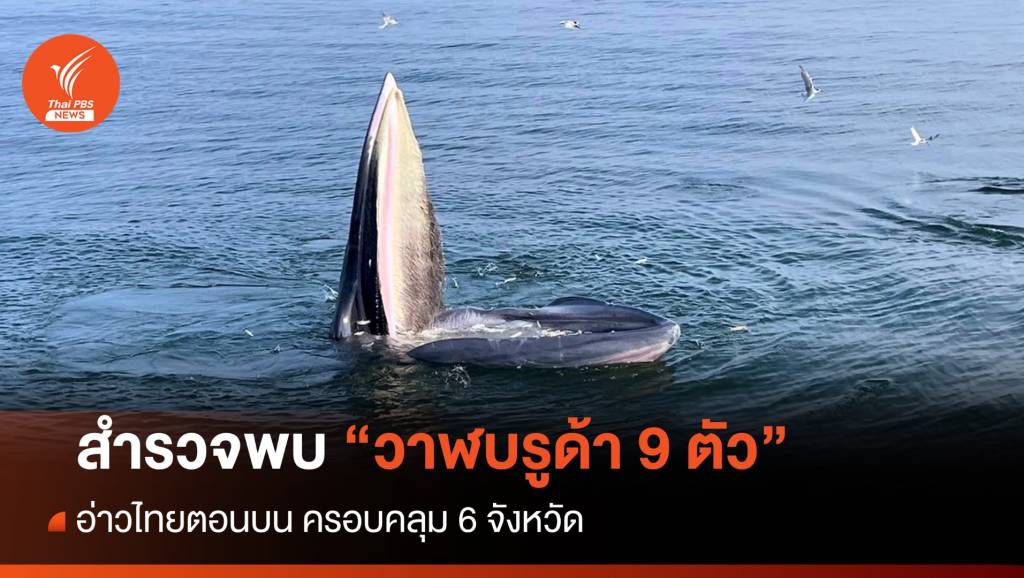 สำรวจสัตว์ทะเลหายากอ่าวไทยตอนบน พบวาฬบรูด้า 9 ตัว | Thai PBS News ข่าว ...