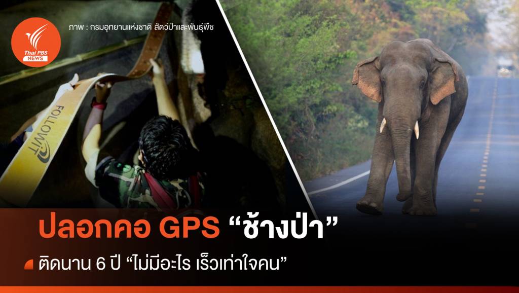 ปลอกคอจีพีเอส “ช้างป่า” ติดนาน 6 ปี “ไม่มีอะไร เร็วเท่าใจคน”