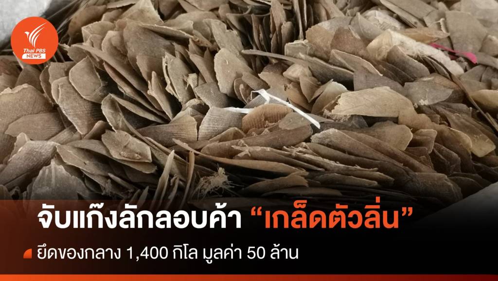จับแก๊งลักลอบค้าเกล็ดตัวลิ่นข้ามชาติ ยึด 1,400 โล มูลค่า 50 ล้าน | Thai ...