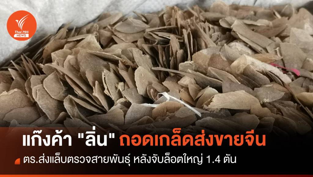 แก๊งค้า "ลิ่น" เปลี่ยนรูปแบบถอดเกล็ดขายจีน ตร.ส่งแล็บตรวจสายพันธุ์ | Thai ...