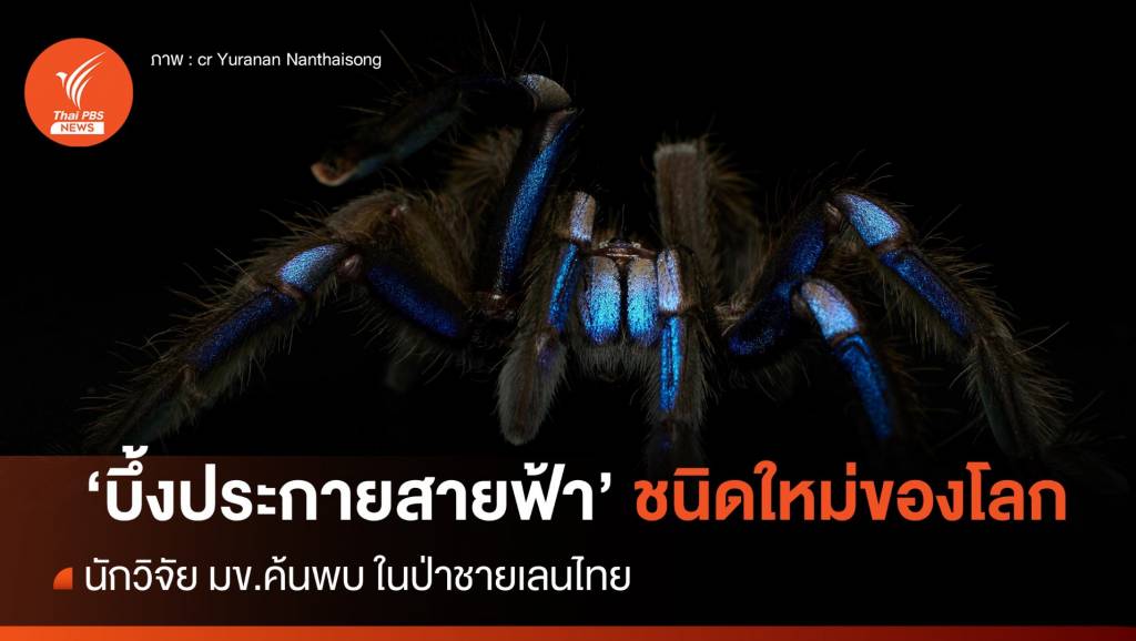 นักวิจัย มข.พบ “บึ้งประกายสายฟ้า” ชนิดใหม่ของโลก ในป่าชายเลนไทย ...
