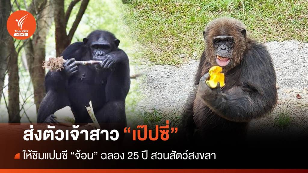 ส่งตัวเจ้าสาว “เป๊ปซี่” ให้ “จ้อน” ชิมแปนซีสวนสัตว์สงขลา | Thai PBS News ...