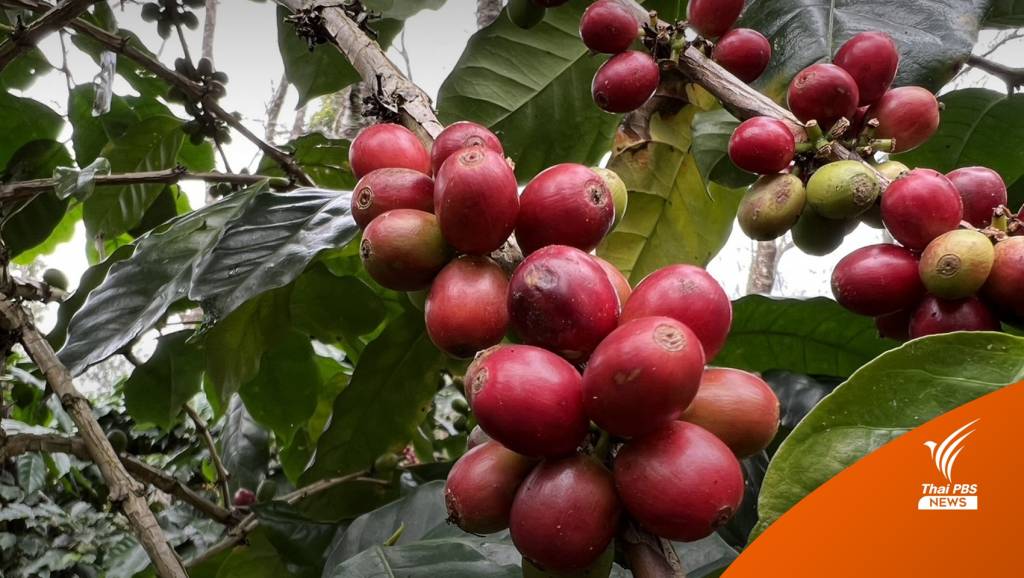 "ตามรอยพ่อ" พลิกฟื้นแผ่นดิน ปลูกกาแฟบนดอยอินทนนท์ | Thai PBS News ...