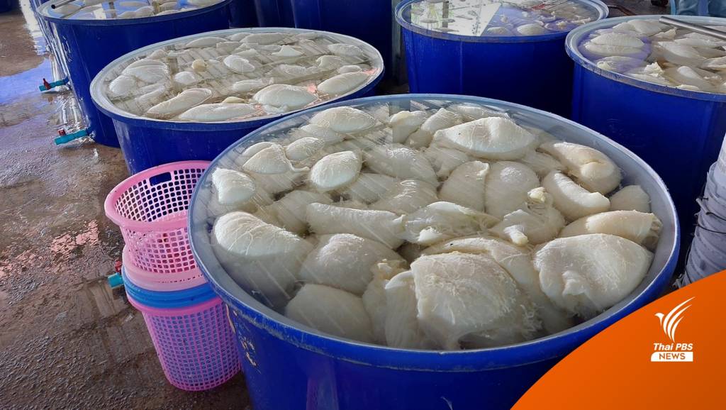 ตะลึง! ยึดซากหมู-เครื่องในโค แช่ฟอร์มาลีนส่งขายร้านหมูกระทะ | Thai PBS ...