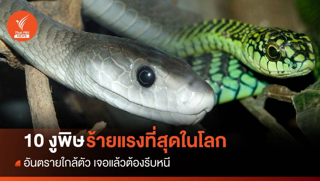 10 ชนิด "งูพิษ" ที่ร้ายแรงที่สุดในโลก | Thai PBS News ข่าวไทยพีบีเอส