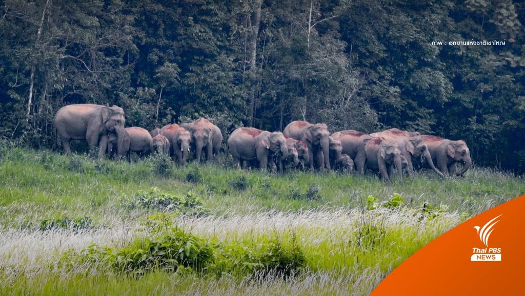 หาดูยาก! ช้างป่าเขาใหญ่เกือบ 20 ตัวอวดโฉมทุ่งหญ้าหนองผักชี | Thai PBS ...