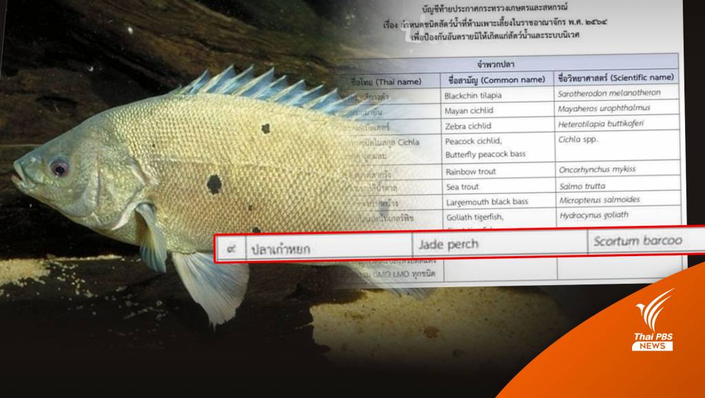 "ปลาหยก" เอเลียนสปีชีส์ 1 ใน 13 ชนิดที่ถูกห้ามนำเข้าไทย | Thai PBS ...