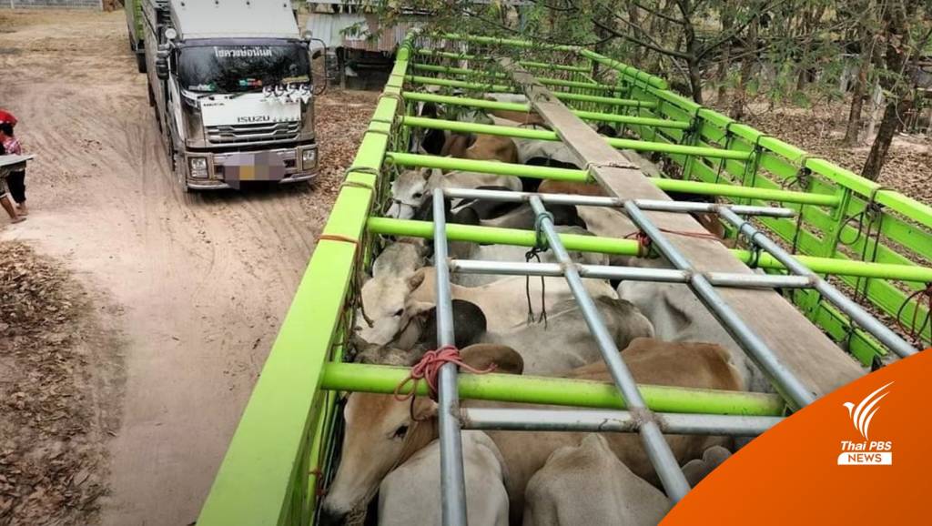 “ปศุสัตว์” ยึดวัว 110 ตัว ตรวจหาสารเร่งเนื้อแดง | Thai PBS News ข่าวไทย ...