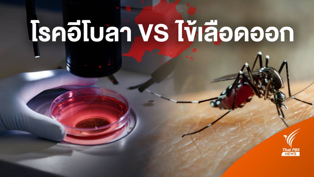 Different Symptoms Between Ebola and Dengue Fever |  Thai PBS News Thai PBS News