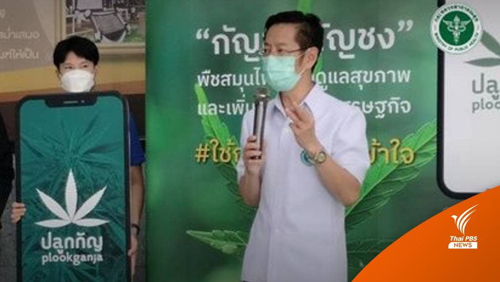 เช็ก 3 ขั้นตอน จดแจ้งปลูก "กัญชา-กัญชง" ผ่านแอปฯ | Thai PBS News ข่าว ...
