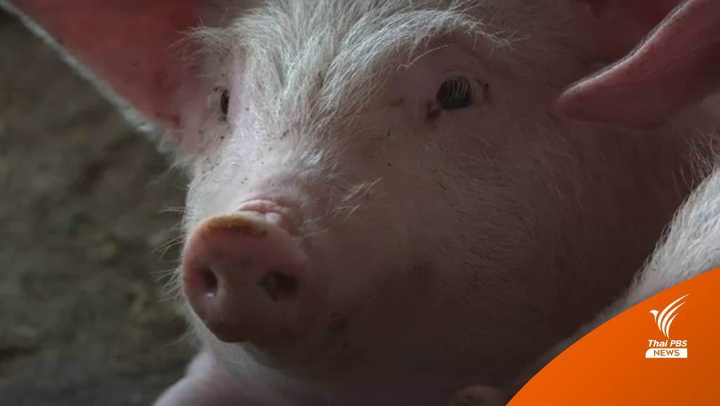 ปากคำ! คนเลี้ยงหมูชิงขายทิ้งช่วงโรคระบาด ASF | Thai PBS News ข่าว ...