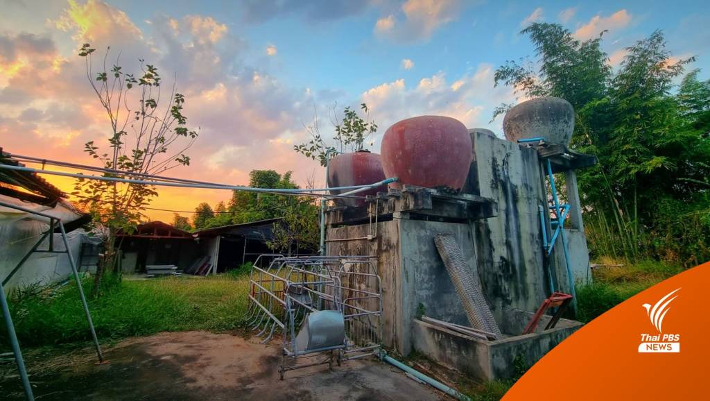 Contract Farming ในมุมคนเลี้ยงหมู | Thai PBS News ข่าวไทยพีบีเอส