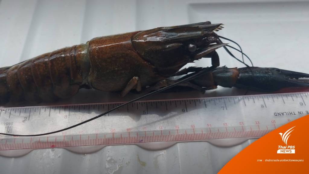 "กุ้งเครย์ฟิช" เอเลี่ยนสปีชีส์ อันตรายต่อสิ่งแวดล้อม? | Thai PBS News ข่าว ...