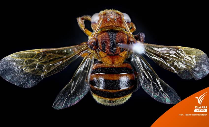มรภ.อุบลฯ พบผึ้งชนิดใหม่ของโลก "หยาดอำพันภูจองนายอย"