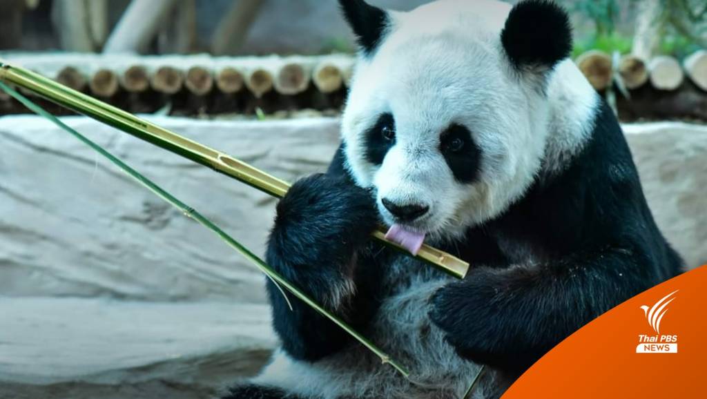 ไทยจ่ายไปแล้ว 360 ล้านบาท กับ 19 ปี “การทูตแพนด้า” | Thai PBS News ...