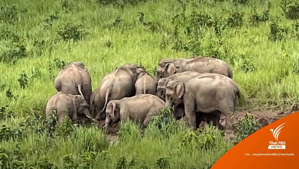 ตื่นตา! ช้างป่าโขลงใหญ่ยืนกินโป่ง 3 ชม.อวดสายตานทท. | Thai PBS News ...