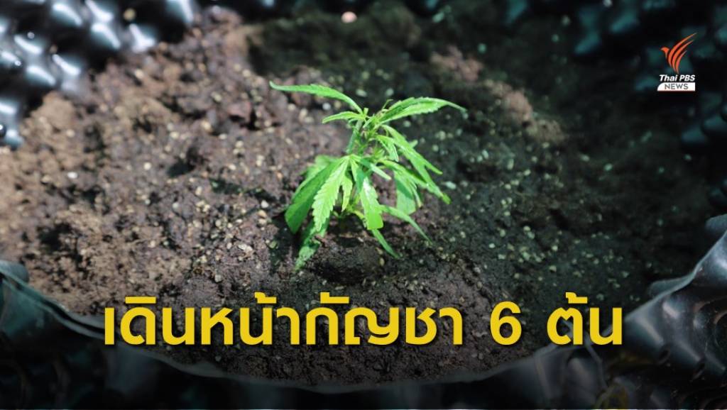 สธ.เปิดโครงการ "ปลูกกัญชา 6 ต้น" นำร่องโนนมาลัยโมเดล จ.บุรีรัมย์ | Thai ...
