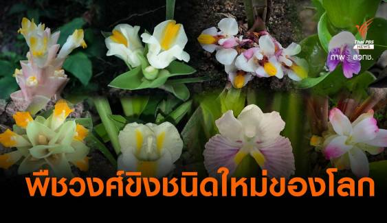 ข่าวดี! ค้นพบพืชวงศ์ขิง 8 ชนิดใหม่ของโลกในไทย