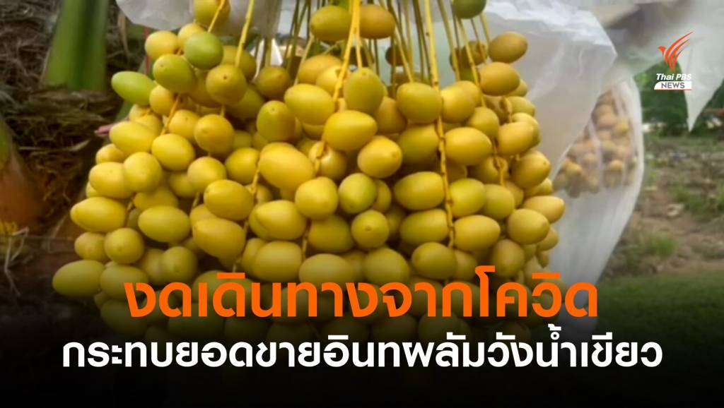 งดเดินทางจากโควิด กระทบยอดขาย "อินทผลัม" วังน้ำเขียว | Thai PBS ...