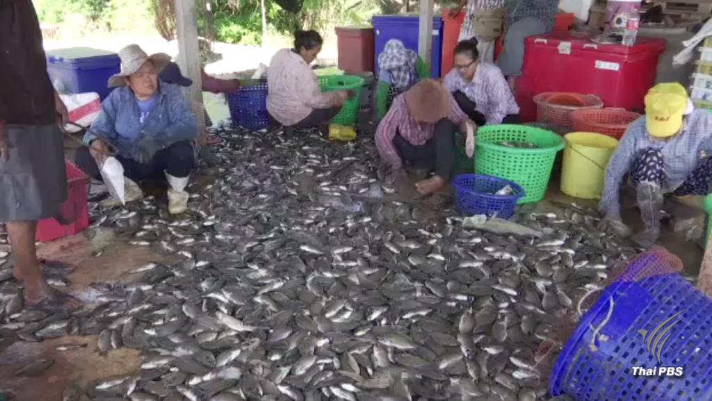 ชาวบ้านเร่งกำจัดปลาหมอสีคางดำ "เอเลียนสปีชีส์" หลังทำลายระบบนิเวศ ...