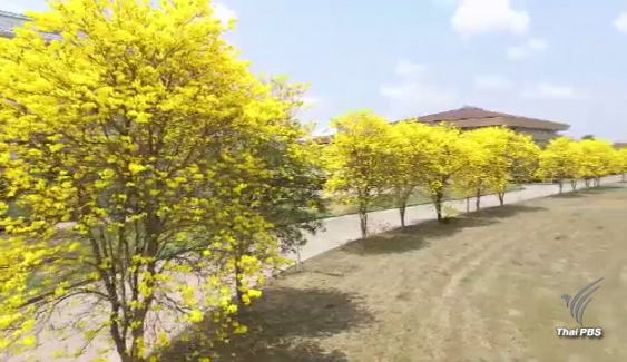ต้นเหลืองอินเดีย ออกดอกบานสะพรั่งแล้ว ที่ มจพ.ปราจีนบุรี