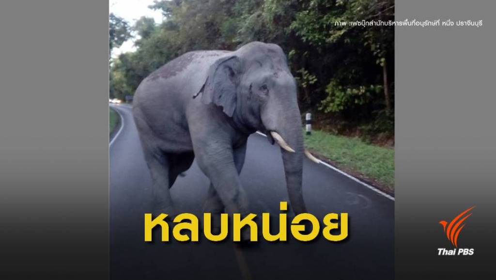 เตือนนักท่องเที่ยวระวัง "ช้างป่าเขาใหญ่"ตกมัน | Thai PBS News ข่าวไทยพี ...