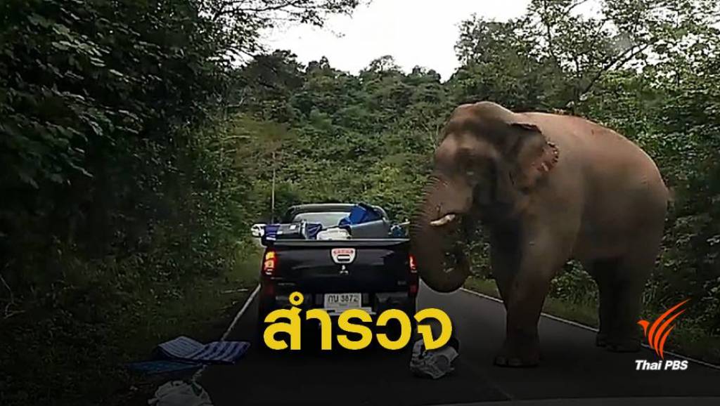 10 ข้อปฏิบัติเมื่อเจอช้างป่าบนถนนเขาใหญ่ | Thai PBS News ข่าวไทยพีบีเอส