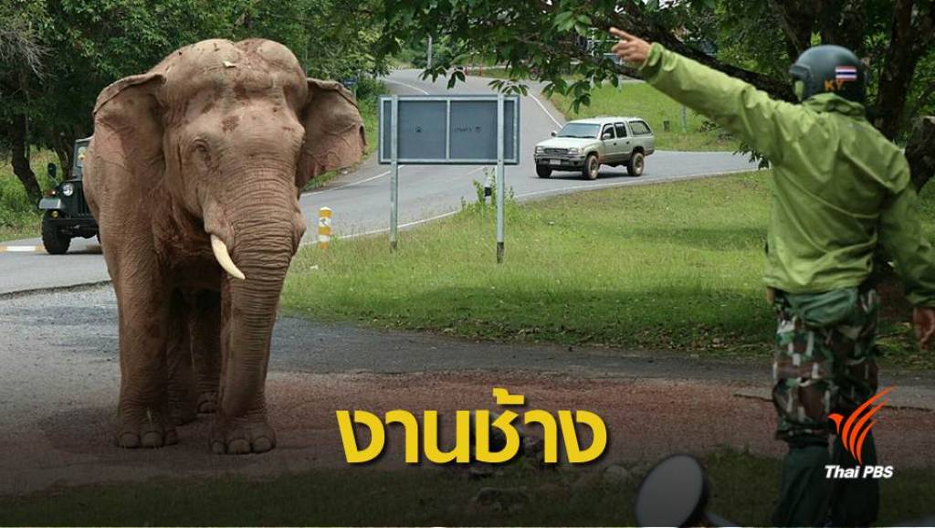 ภารกิจพิทักษ์ "ช้าง" กลางเขาใหญ่ | Thai PBS News ข่าวไทยพีบีเอส
