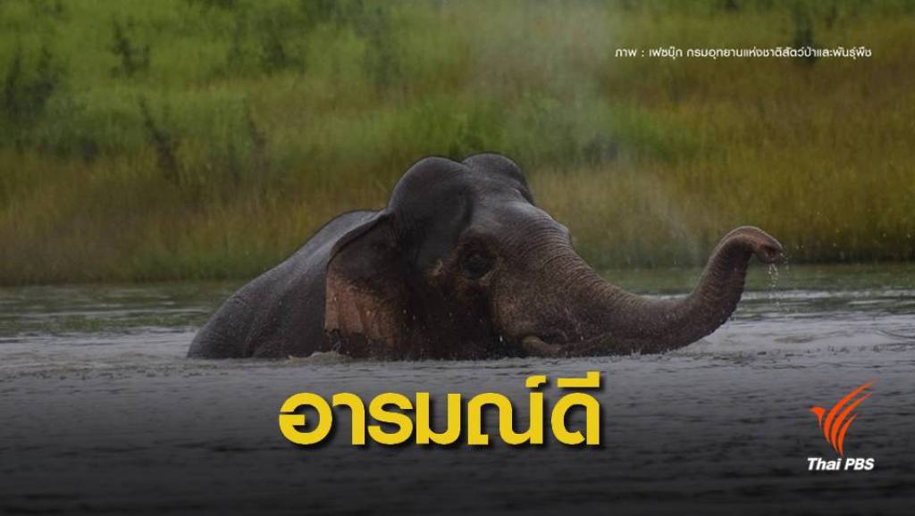 น่ารักแอบดูครอบครัว "ช้าง"เล่นน้ำป่าเขาใหญ่ | Thai PBS News ข่าวไทยพีบี ...