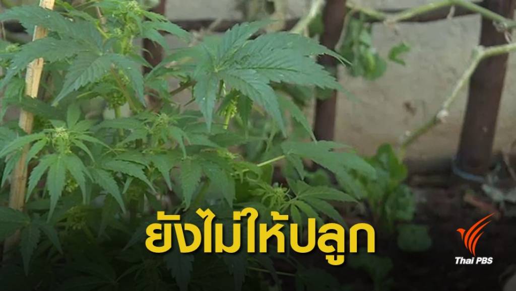 อย.เตือนระวังถูกหลอกจ่ายเงินร่วมปลูกกัญชา | Thai PBS News ข่าวไทยพีบี ...