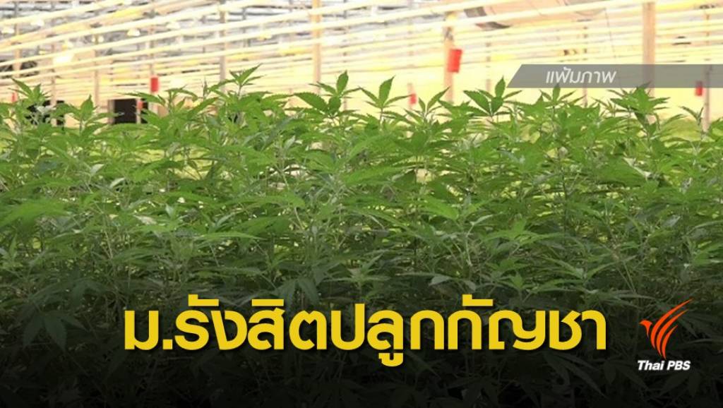 "ม.รังสิต" ได้รับอนุญาตปลูกกัญชาเพื่อการแพทย์ | Thai PBS News ข่าวไทย ...