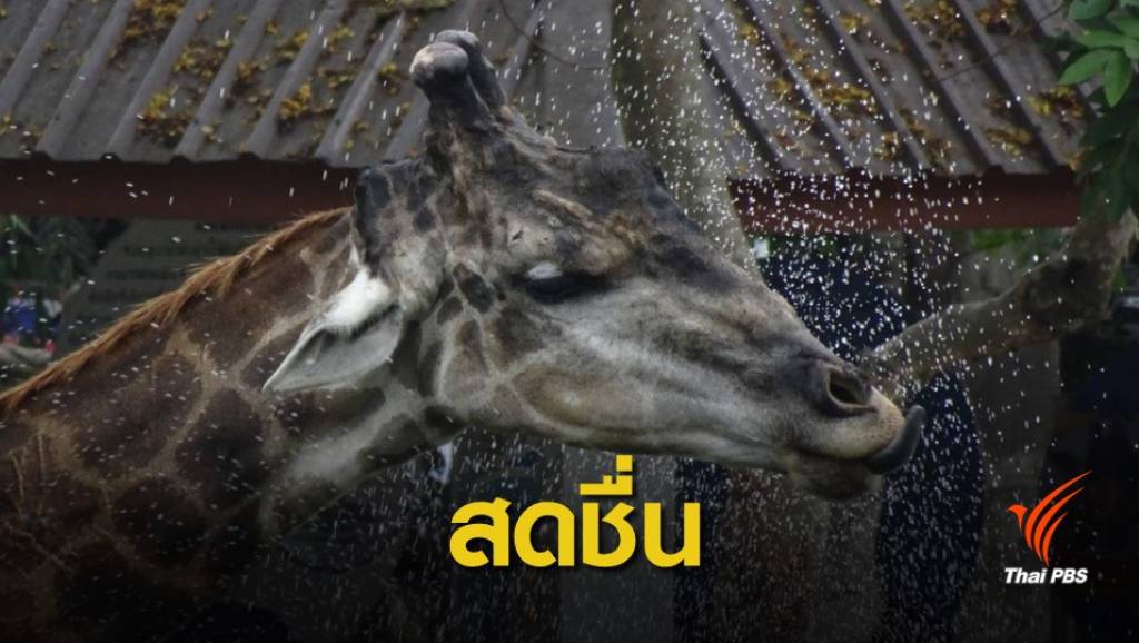 แจกไอติม-หวานเย็น-ฉีดพ่นน้ำ คลายร้อนให้สัตว์ป้องกัน "ฮีทสโตรก" | Thai ...