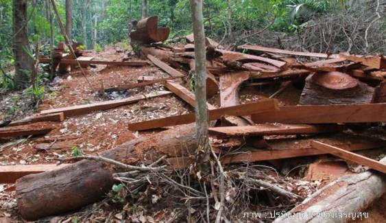 แก๊งค้าไม้นราธิวาสเหิม บุกโค่นไม้ยักษ์กลางป่าบูโดเดือนละ 200 ต้น