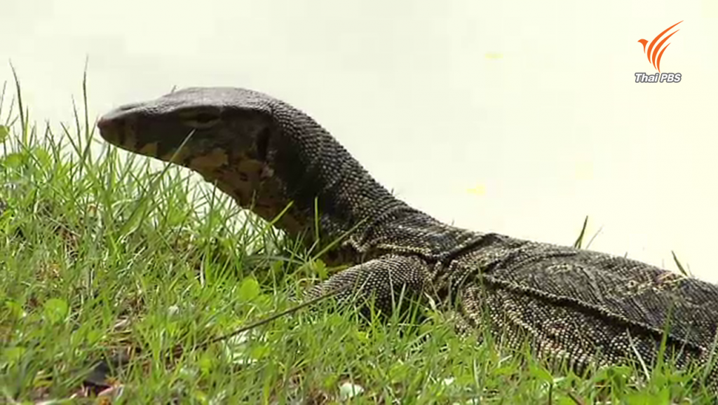 นักวิจัยองค์การสวนสัตว์ เสนอคุมประชากร "เหี้ย" ในสวนลุมพินี | Thai PBS ...