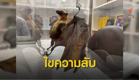 นักวิจัยไทยไขความลับ "ค้างคาว" ไม่น่ากลัว
