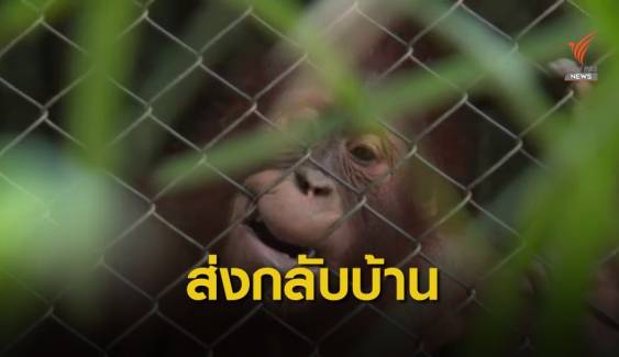 ส่งกลับ "ไจแอนท์-โคลา" ลิงอุรังอุตังคืนอินโดนีเซีย 