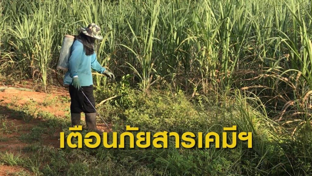 สบส.เตือนภัยสารเคมีกำจัดศัตรูพืช | Thai PBS News ข่าวไทยพีบีเอส
