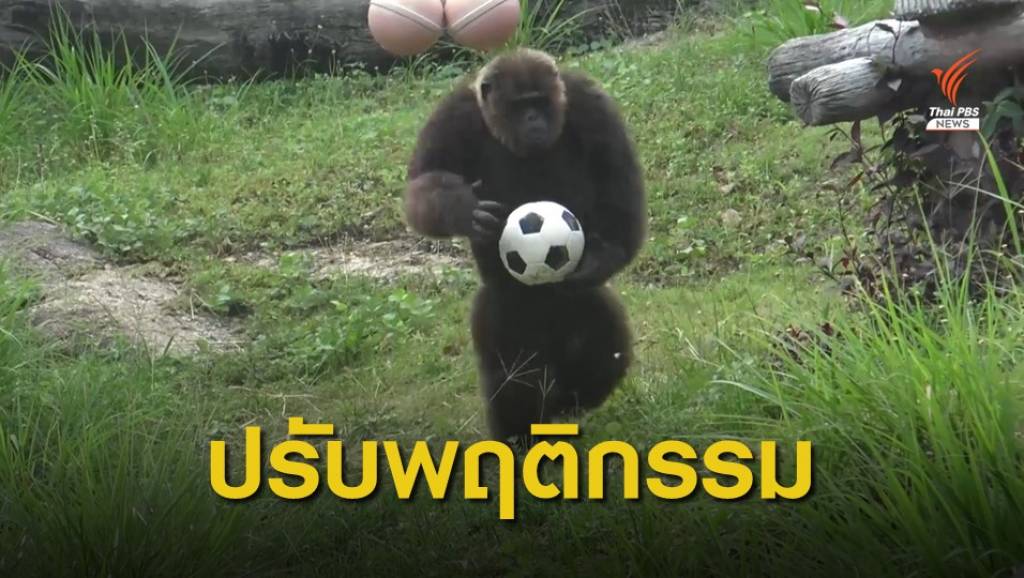 ปรับพฤติกรรม “เจ้าจ้อน” ลิงสวนสัตว์สงขลา ปาหินใส่นักท่องเที่ยว | Thai ...