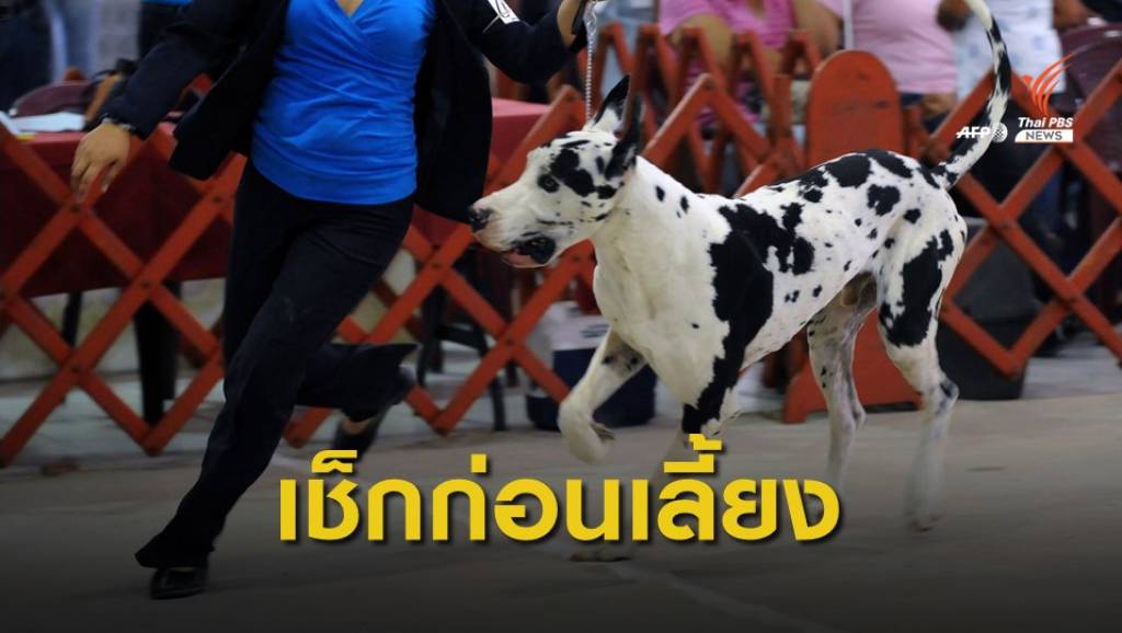 เจาะธุรกิจซื้อ-ขายสุนัขพันธุ์เกรทเดน แนะคนเลี้ยงต้องศึกษาให้ดี | Thai Pbs  News ข่าวไทยพีบีเอส