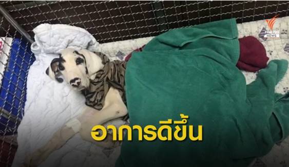 สัตวแพทย์คาด 1-2 เดือนรักษา "สุนัขเกรทเดน" ขาดสารอาหาร