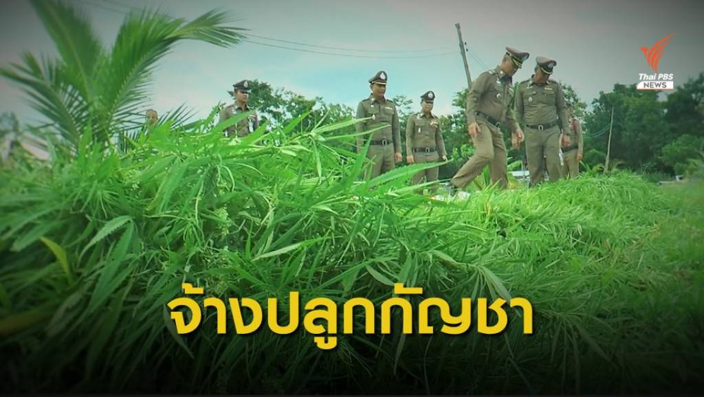 นายทุนลักลอบปลูกกัญชาพื้นที่วังน้ำเขียว | Thai PBS News ข่าวไทยพีบีเอส