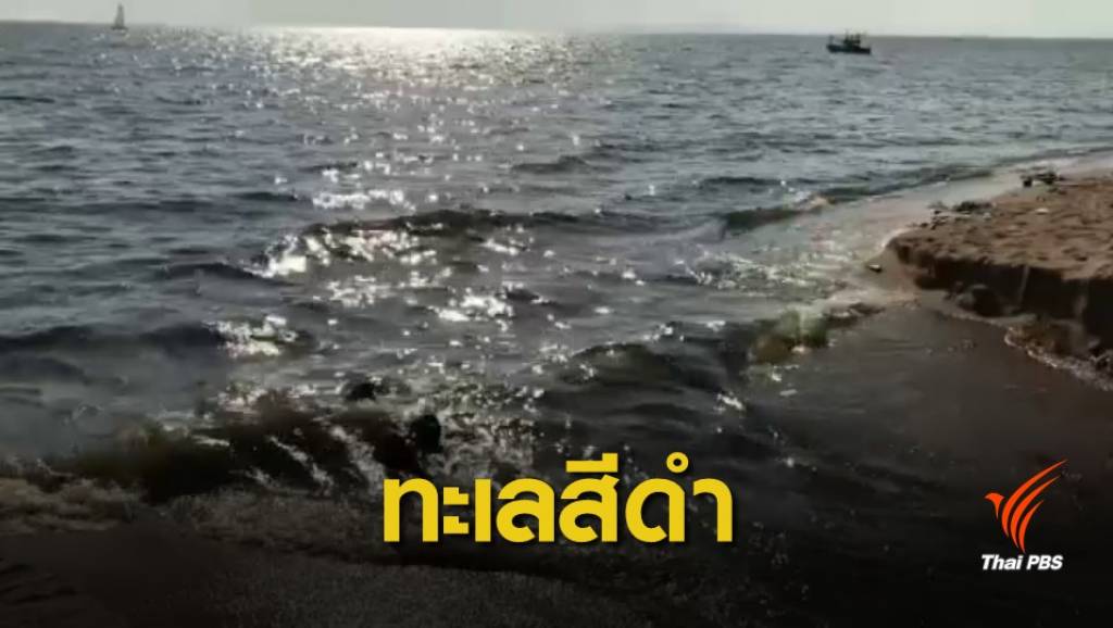 ตามหาต้นตอ “ทะเลสีดำ” หาดจอมเทียน | Thai PBS News ข่าวไทยพีบีเอส