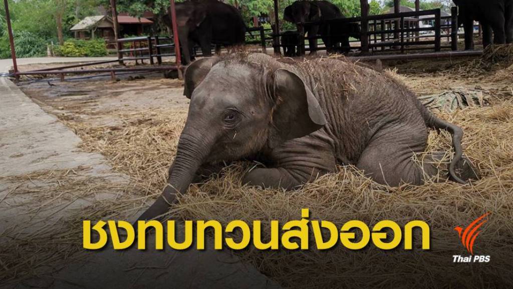 “นิกร” เสนอชะลอระเบียบส่งออกช้าง | Thai PBS News ข่าวไทยพีบีเอส